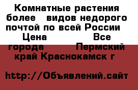 Комнатные растения более200видов недорого почтой по всей России › Цена ­ 100-500 - Все города  »    . Пермский край,Краснокамск г.